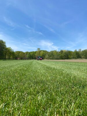Sport-und Spielrasen